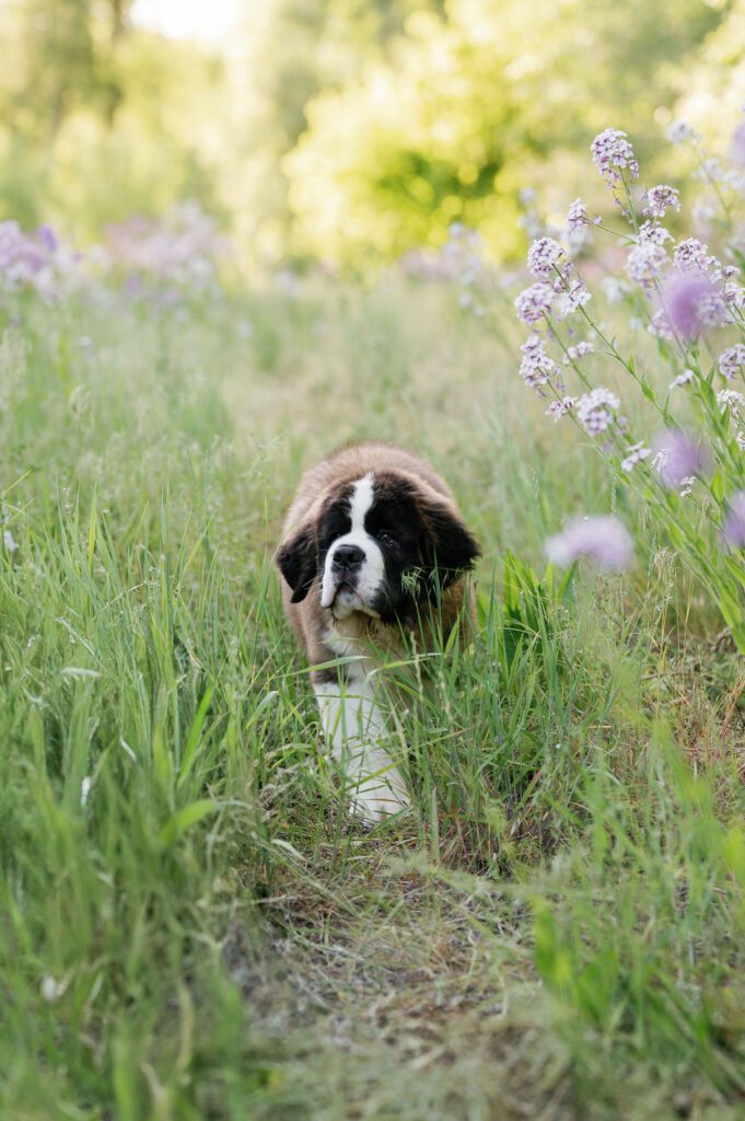 engagement photos with dog, wildflower photoshoot, utah wedding photographer