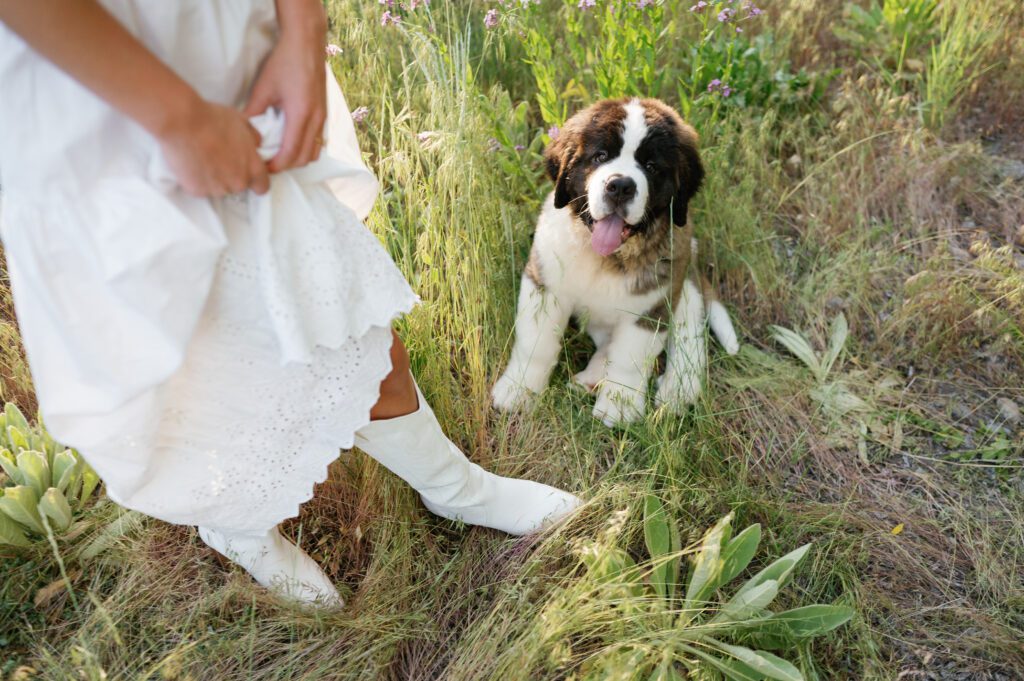 utah wildflower photos, engagements, photoshoot locations, engagement photos with dog