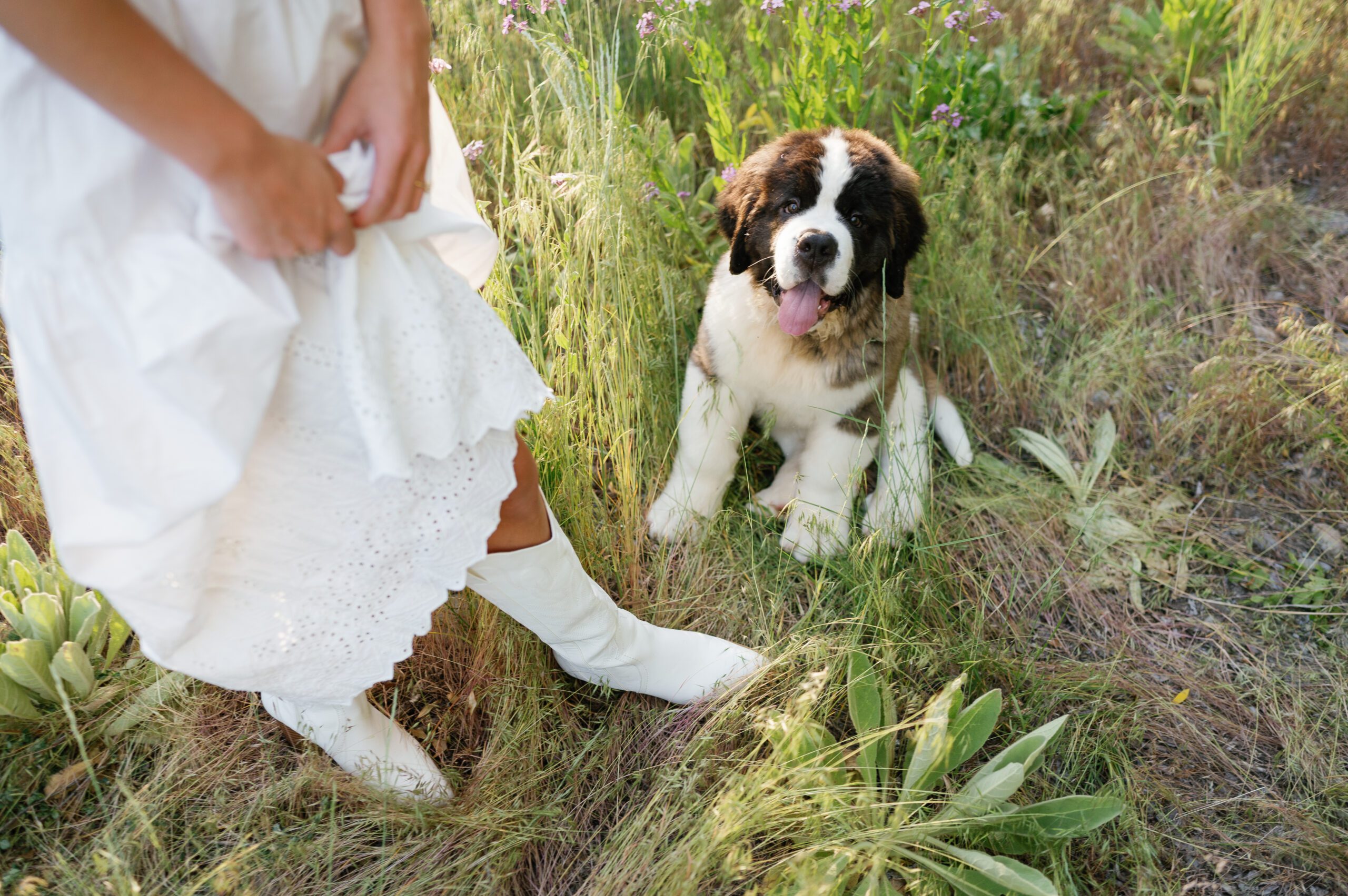 utah wildflower engagements with dog