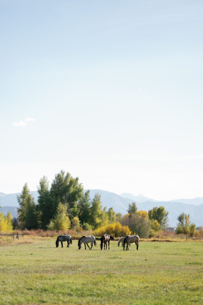 The horses in the field at river bottom’s Ranch wedding venue